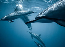 世界杯app下载-【欧洲杯】德布劳内替补传射 比利时2比1逆转丹麦